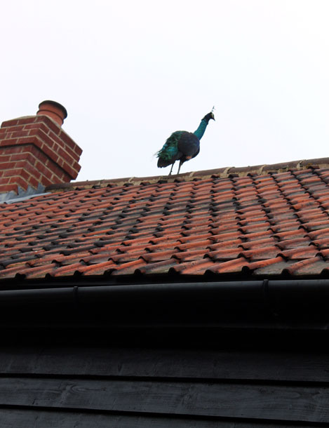 peacock on roof of Blatches Farm bed and breakfast bedroom